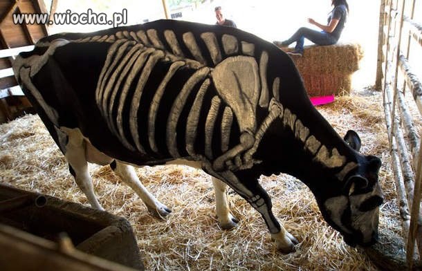 Co jak co, ale nieźle to wygląda 