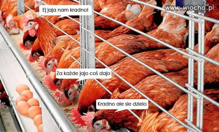 Kradną ale się dzielą - Obrazkowo.pl - najlepsze memy w sieci.