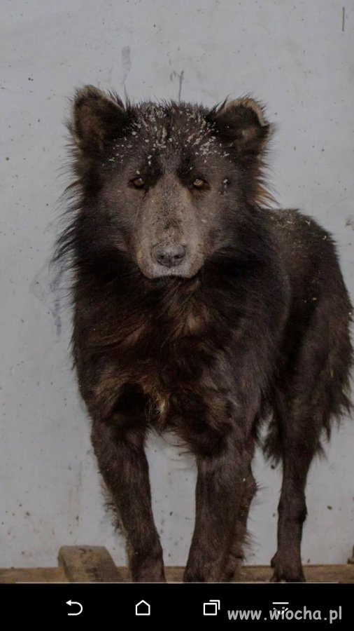 Grizzly po roku w Rosji