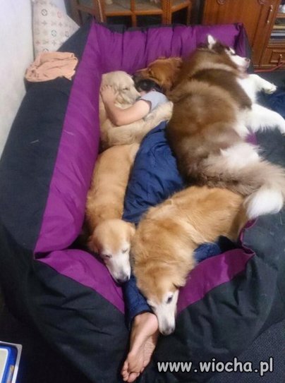 https://img.wiocha.pl/images/9/1/917ba28c215972d658bdce4e92d6b7b5.jpg